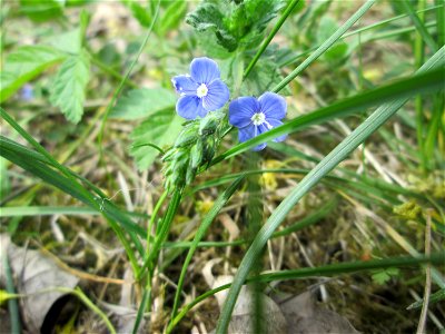 Gamander-Ehrenpreis (Veronica chamaedrys) am Staden in Saarbrücken photo