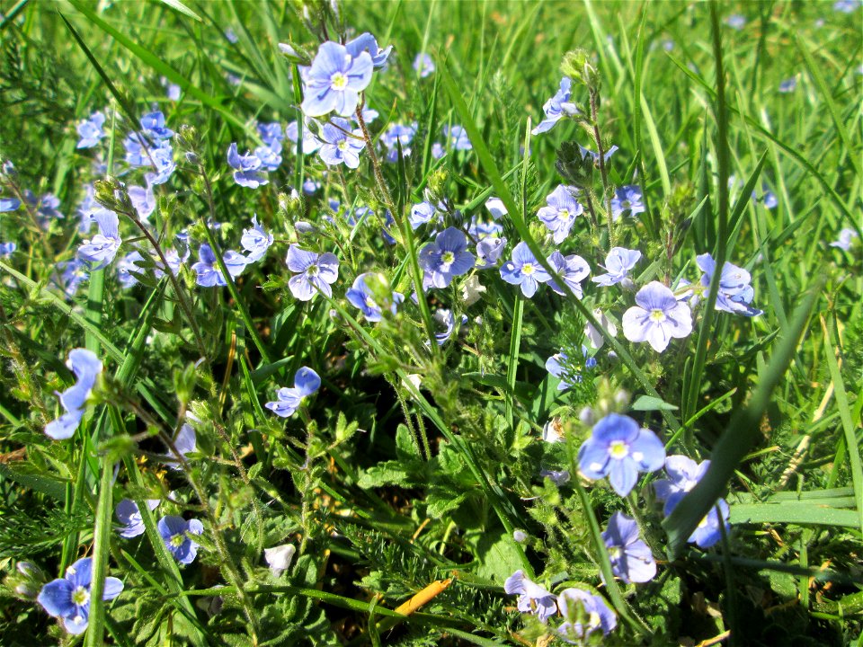 Gamander-Ehrenpreis (Veronica chamaedrys) am Staden in Saarbrücken