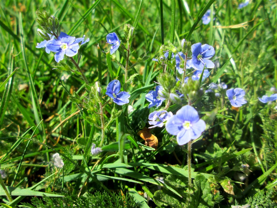 Gamander-Ehrenpreis (Veronica chamaedrys) am Staden in Saarbrücken