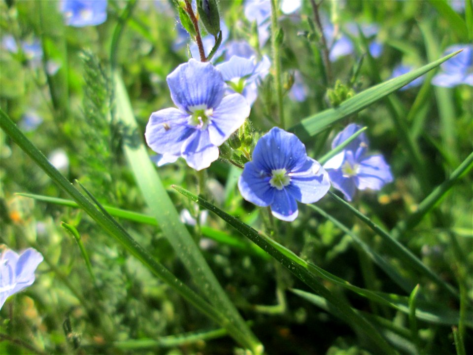 Gamander-Ehrenpreis (Veronica chamaedrys) am Staden in Saarbrücken