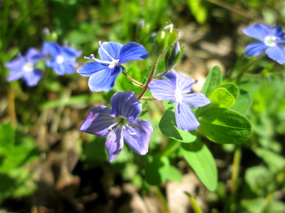 Gamander-Ehrenpreis (Veronica chamaedrys) im Naturschutzgebiet „St. Arnualer Wiesen“