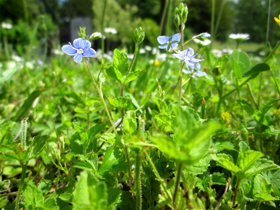 Gamander-Ehrenpreis (Veronica chamaedrys) am Friedhof St. Johann in Saarbrücken