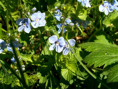 Some blue flowers Place: Yaroslavl, Russia photo