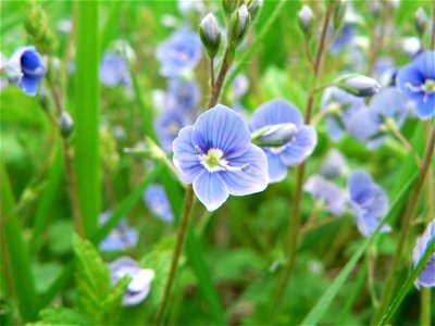 Image title: Germander speedwell Image from Public domain images website, http://www.public-domain-image.com/full-image/flora-plants-public-domain-images-pictures/flowers-public-domain-images-pictures photo