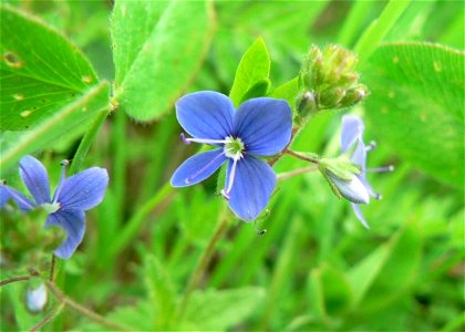 Image title: Germander speedwell flower Image from Public domain images website, http://www.public-domain-image.com/full-image/flora-plants-public-domain-images-pictures/flowers-public-domain-images-p photo