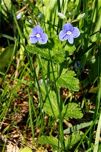 Plant Veronica chamaedrys east Bohemia, Czech Republic photo