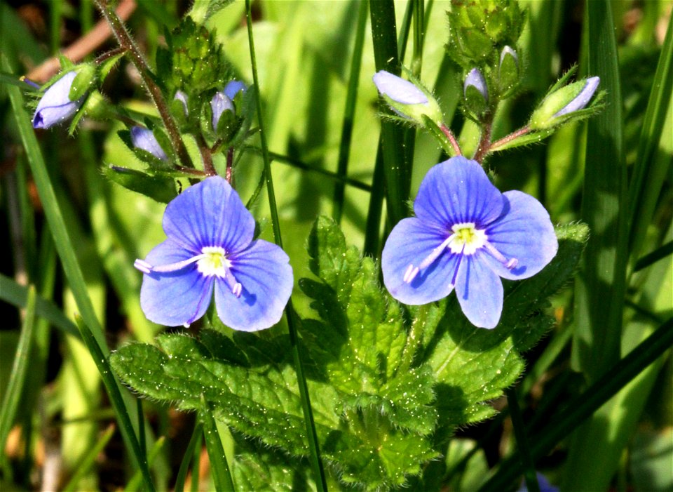 Flowers of plant Veronica chamaedrys east Bohemia, Czech Republic
