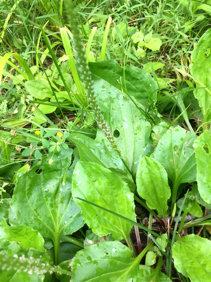 Plantago rugelii - American Plantain - 8825 River Rd, Indianapolis, IN, US