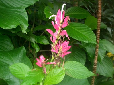 A flower in the Lincoln Park Conservatory, in Chicago