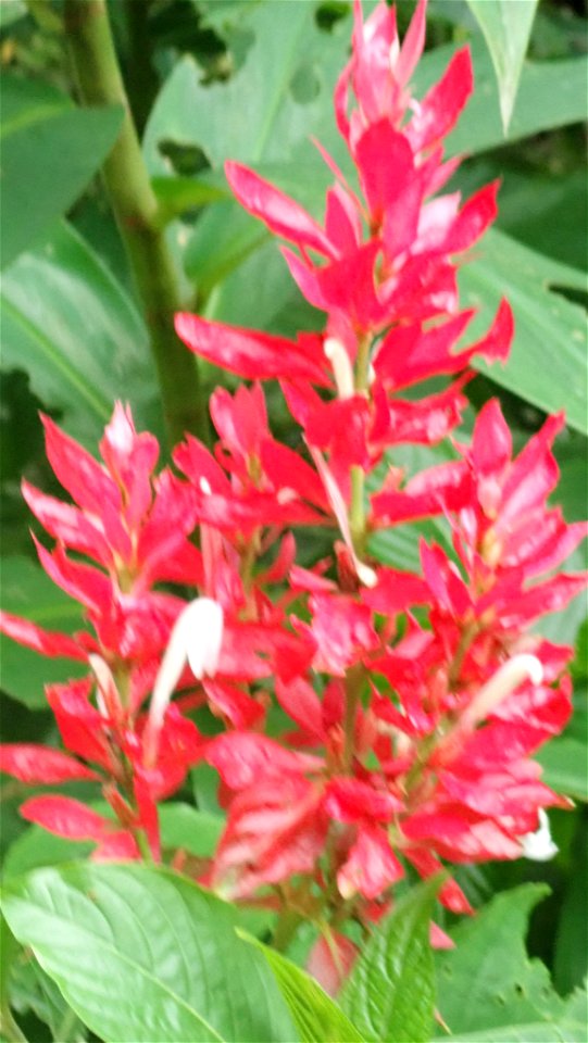 Brazilian red-cloak (Megaskepasma erythrochlamys)