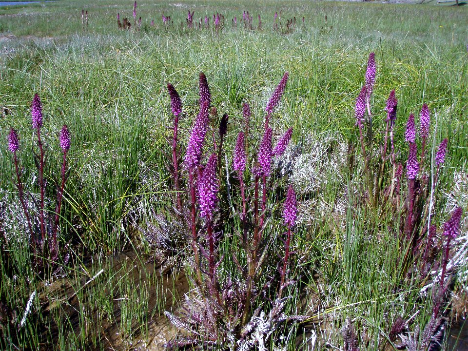 Colony of Pedicularis groenlandica, Elephanthead, Goose Lake Meadows, Firehole River, Yellowstone National Park, July 3, 2011