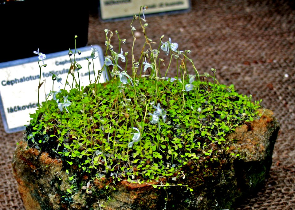 Plant Utricularia sandersonii in Fata Morgana Greenhouse, Prague, Troja