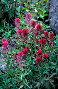 Image title: Wyoming paintbrush castilleja linariifolia bright colored flower among rocks
Image from Public domain images website, http://www.public-domain-image.com/full-image/flora-plants-public-dom