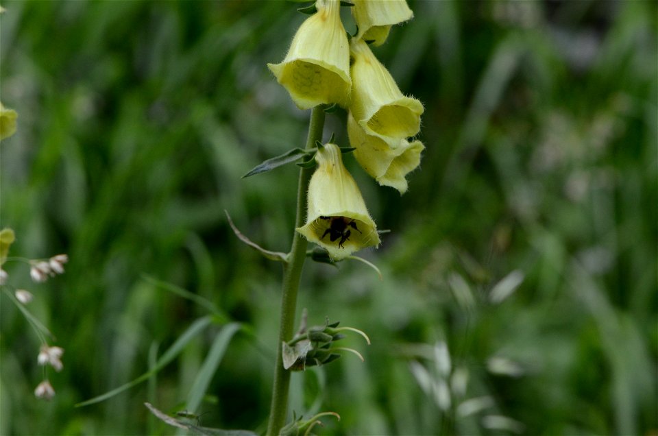 Digitalis with Bombus sp.
