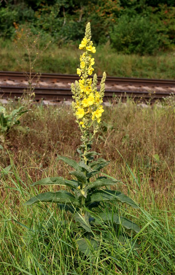 Mullein (Verbascum phlomoides). Ukraine, Vinnytsia rajon