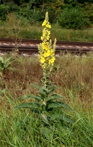Mullein (Verbascum phlomoides). Ukraine, Vinnytsia rajon