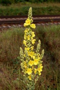Mullein (Verbascum phlomoides). Ukraine, Vinnytsia rajon