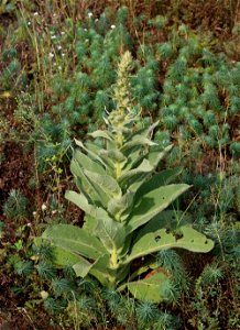 Mullein (Verbascum phlomoides). Ukraine, Vinnytsia rajon