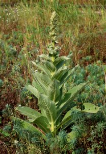 Mullein (Verbascum phlomoides). Ukraine, Vinnytsia rajon
