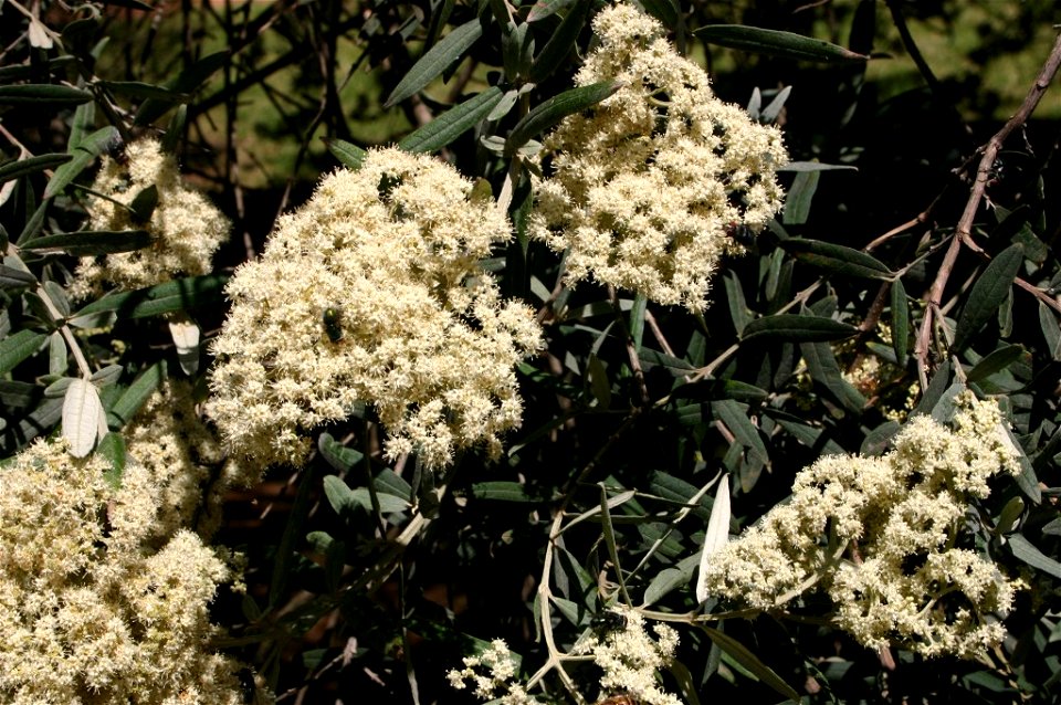Buddleia saligna flowerheads