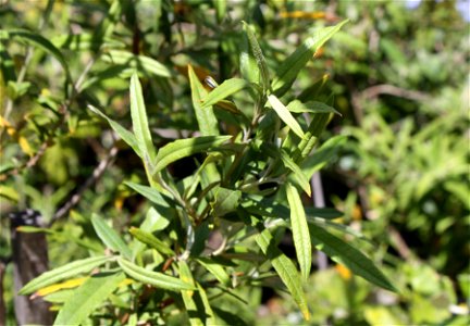 Foliage of Buddleja saligna