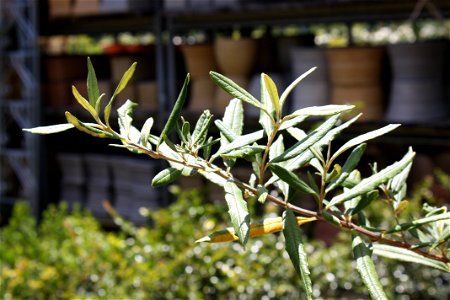 Leaves of Buddleja saligna - the Sand Olive. Photo taken in Cape Town.