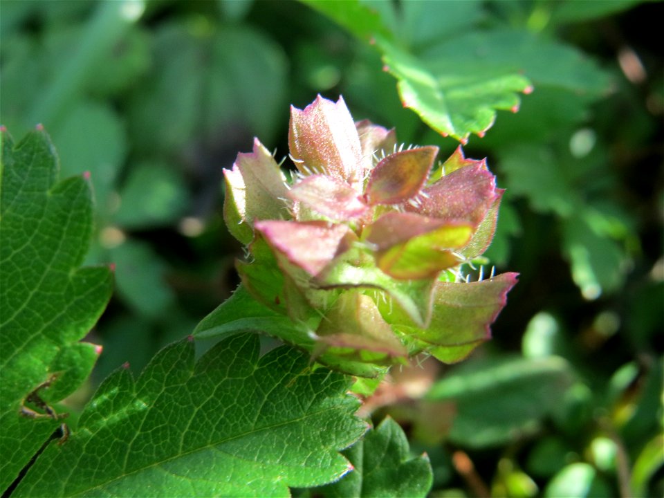Breitblättriger Thymian (Thymus pulegioides) in Hockenheim-Talhaus