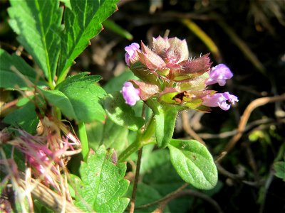 Breitblättriger Thymian (Thymus pulegioides) in Hockenheim-Talhaus photo