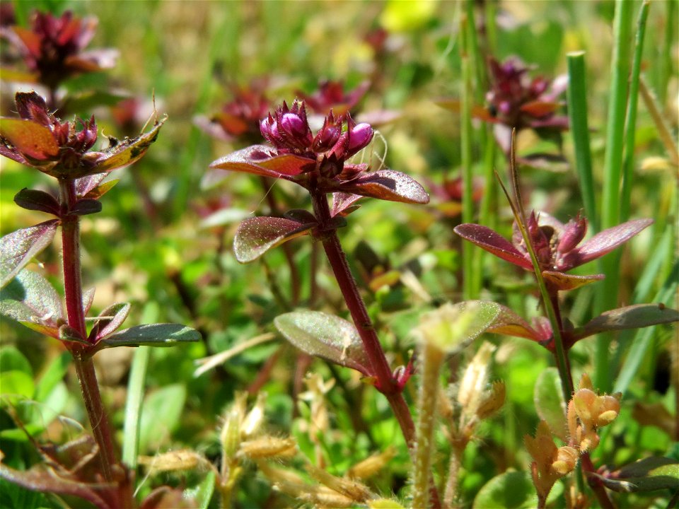 Breitblättriger Thymian (Thymus pulegioides) an der Saar in Saarbrücken