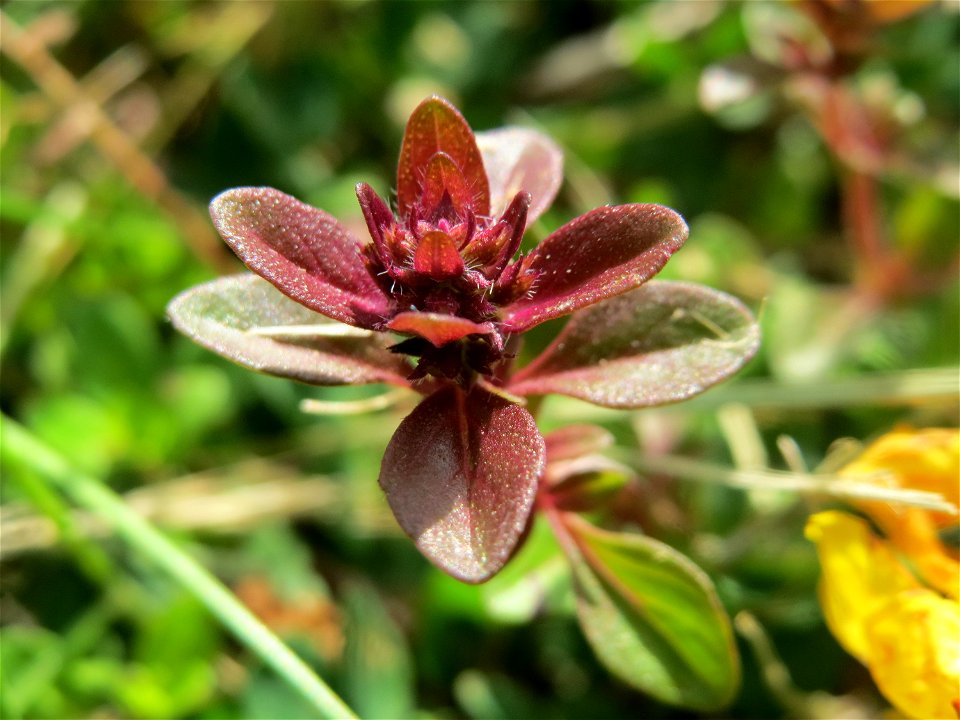 Breitblättriger Thymian (Thymus pulegioides) an der Saar in Saarbrücken