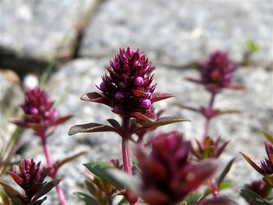 Breitblättriger Thymian (Thymus pulegioides) an der Saar in Saarbrücken