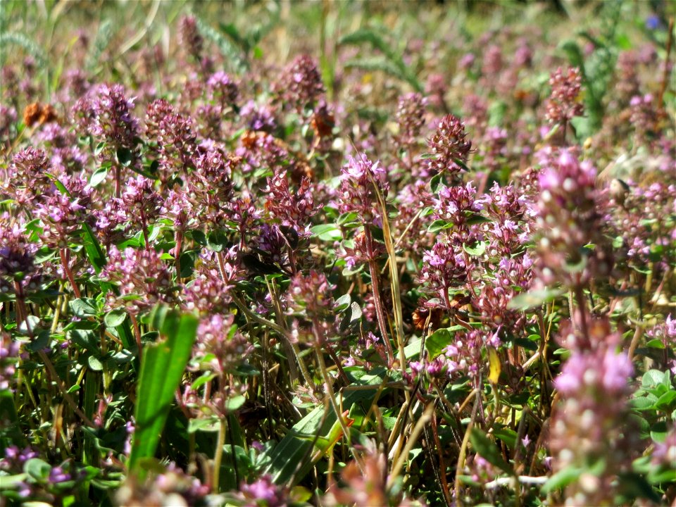 Breitblättriger Thymian (Thymus pulegioides) an der A620 in Sankt Arnual