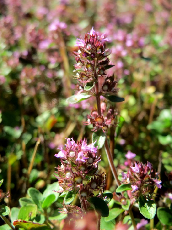 Breitblättriger Thymian (Thymus pulegioides) an der A620 in Sankt Arnual