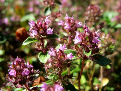Breitblättriger Thymian (Thymus pulegioides) an der A620 in Sankt Arnual