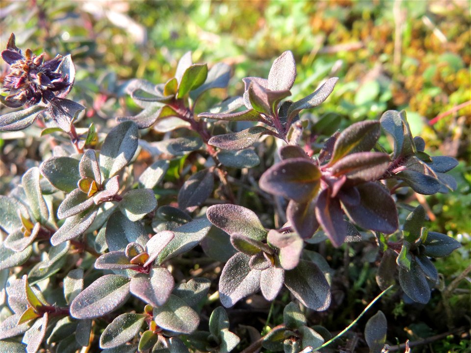 Breitblättriger Thymian (Thymus pulegioides) zwischen Saar und A620 in Saarbrücken