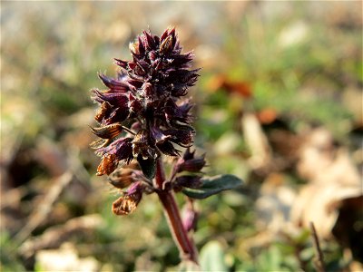 Breitblättriger Thymian (Thymus pulegioides) zwischen Saar und A620 in Saarbrücken