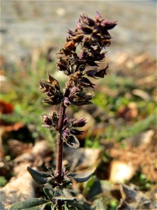 Breitblättriger Thymian (Thymus pulegioides) zwischen Saar und A620 in Saarbrücken
