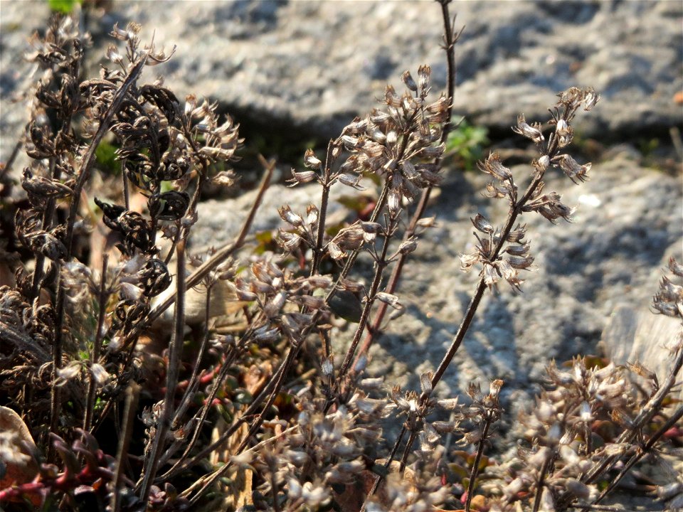 Breitblättriger Thymian (Thymus pulegioides) zwischen Saar und A620 in Saarbrücken - wilder Thymian wächst gerne an Extremstandorten, heiß und trocken muss es sein