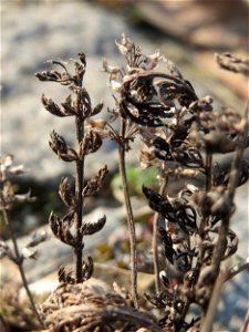 Breitblättriger Thymian (Thymus pulegioides) zwischen Saar und A620 in Saarbrücken - wilder Thymian wächst gerne an Extremstandorten, heiß und trocken muss es sein