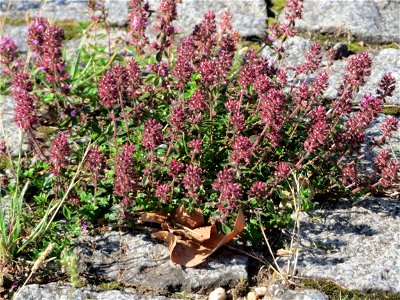 Ritzenbotanik: Breitblättriger Thymian (Thymus pulegioides) an der A 620 in Alt-Saarbrücken photo