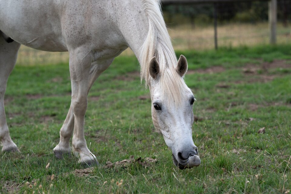 Australian pony grey grazing