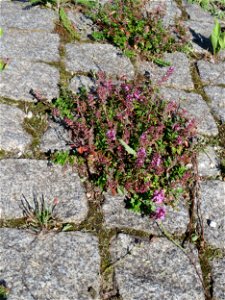 Ritzenbotanik: Breitblättriger Thymian (Thymus pulegioides) an der A 620 in Alt-Saarbrücken