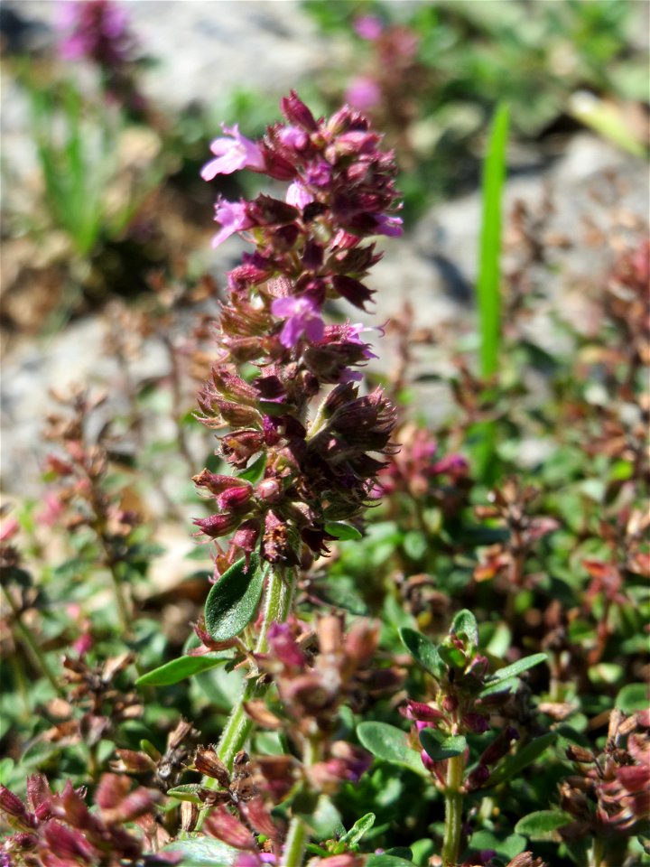 Ritzenbotanik: Breitblättriger Thymian (Thymus pulegioides) an der A 620 in Alt-Saarbrücken