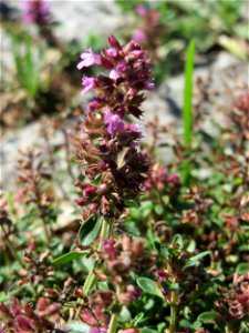 Ritzenbotanik: Breitblättriger Thymian (Thymus pulegioides) an der A 620 in Alt-Saarbrücken