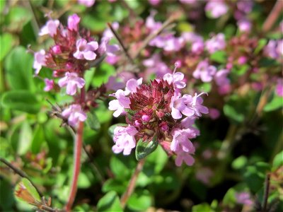 Breitblättriger Thymian (Thymus pulegioides) an der A620 in Sankt Arnual
