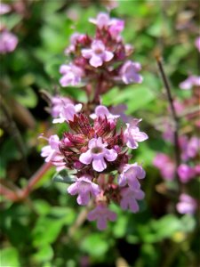Breitblättriger Thymian (Thymus pulegioides) an der A620 in Sankt Arnual