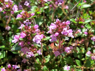 Breitblättriger Thymian (Thymus pulegioides) an der A620 in Sankt Arnual