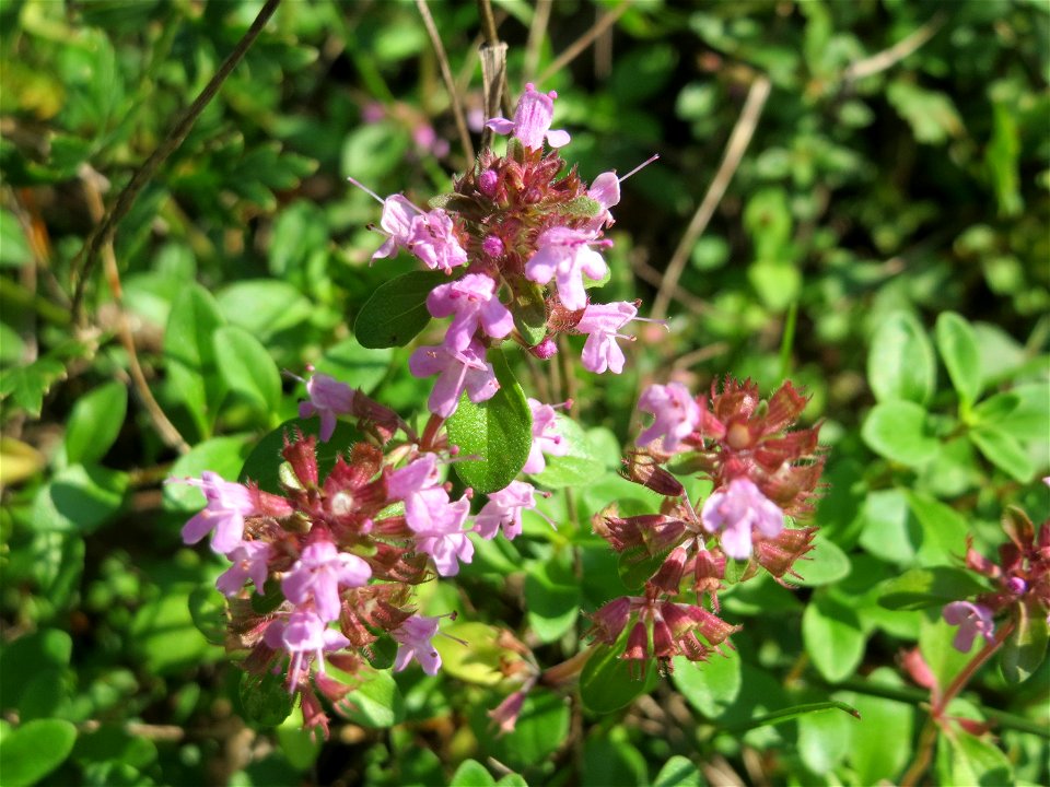 Breitblättriger Thymian (Thymus pulegioides) an einem Randstreifen der Rheinbahn in der Schwetzinger Hardt mit binnendünenartiger Vegetation