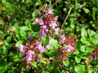 Breitblättriger Thymian (Thymus pulegioides) an einem Randstreifen der Rheinbahn in der Schwetzinger Hardt mit binnendünenartiger Vegetation