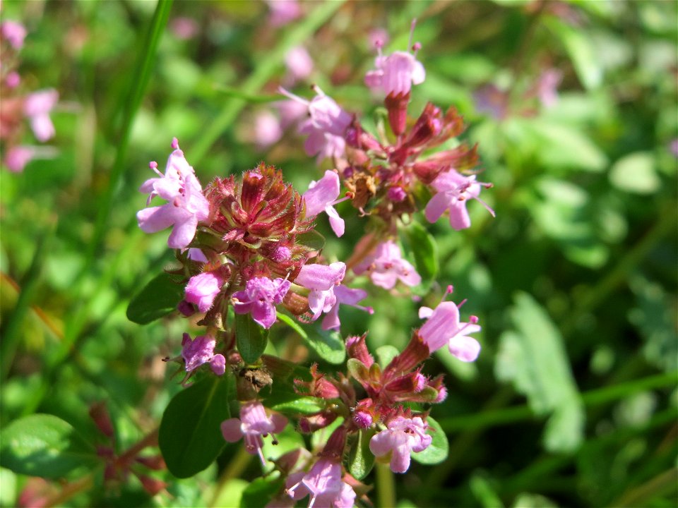 Breitblättriger Thymian (Thymus pulegioides) an einem Randstreifen der Rheinbahn in der Schwetzinger Hardt mit binnendünenartiger Vegetation